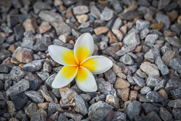 Plumeria flower  falling on gravel ground
