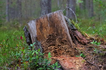 Close-up stump in autumn forest