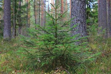 A little herringbone in the main forest