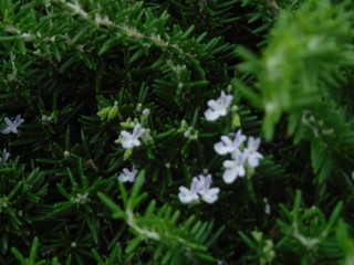 Lavandula angustifolia lady - イングリッシュ･ラベンダー･レディ