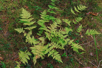 Fern bush in the autumn forest