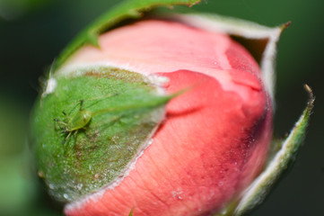 flor
