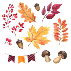 Watercolor illustration. Set of autumn elements. Autumn foliage, vegetables, mushrooms, acorns. Leaf of maple, oak, red berries. Harvest. Thanksgiving Day. Isolated on a white background