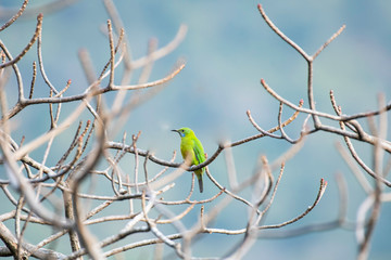 leafbird 