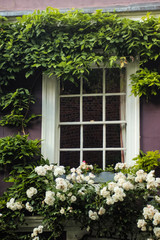 beautiful white window surrounded by plants and flowers