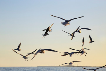 Flock of gulls in sky above the sea. Group of birds named seagulls flying together during sunrise or sunset. Wild nature, environment, wildlife, marine scenery photo.