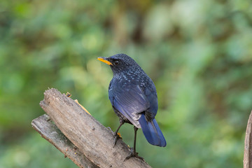 Blue whistling thrush