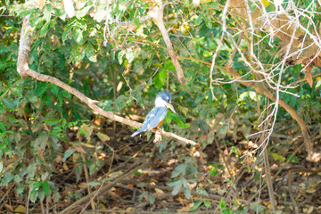Ringed kingfisher on the nature in Pantanal, Brazil