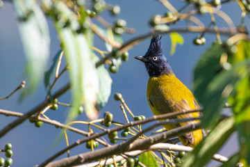 Black Crested bulbul 