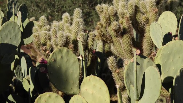 Different types of prickly pear cacti in a botanical garden in Phoenix, Arizona