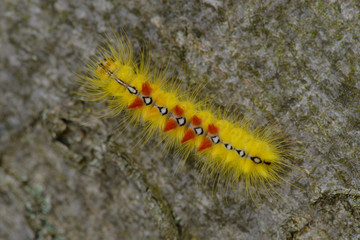 Raupe der Ahorn-Rindeneule (Acronicta aceris)	