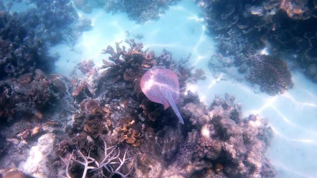 The bluespotted ribbontail ray or bluespotted stingray (Taeniura lymma) swimming on the bottom of the indian ocean in Australia