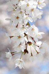 桜（ソメイヨシノ）	