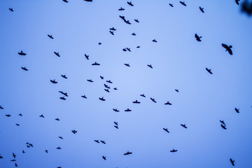 A flock of birds against the blue sky.