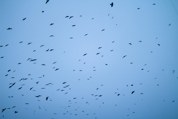 A flock of birds against the blue sky.