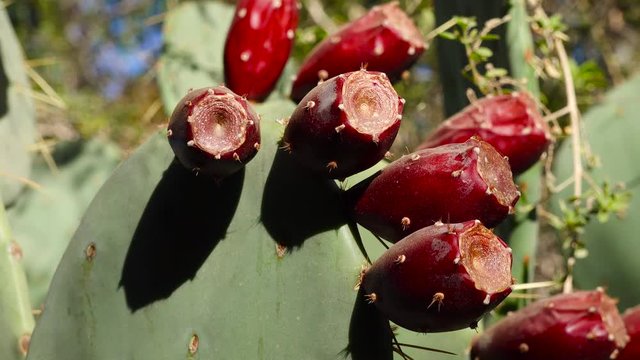 Opuntia sp. Red cactus fruits of prickly pear. Arizona, USA