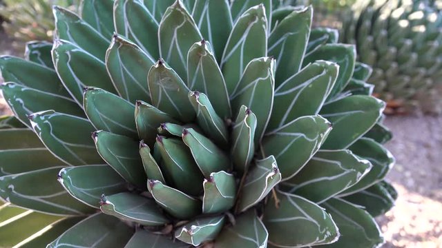 Big agave with white stripes on the leaves. Arizona Phoenix Botanical Garden