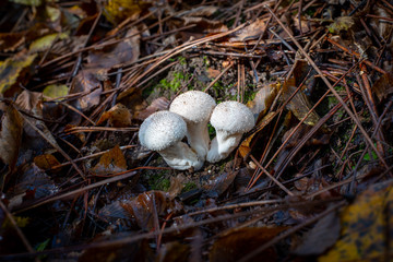 very beautiful mushrooms in the forest