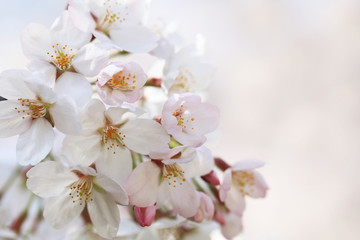 桜（ソメイヨシノ）	