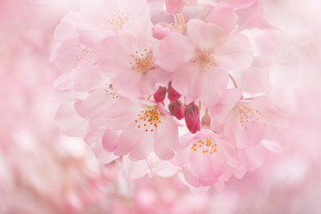 桜（ジンダイアケボノ）