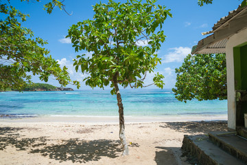 Shore of Winnifred Beach, Jamaica. A little tree in the foreground, Turquoise waters in the background