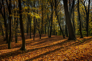 Nice day light autumn forest landscape in Kiev Ukraine nature 