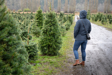 Woman shopping for a Christmas tree in the rain, at a rural farm
