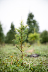 Close up on an evergreen tree sapling at a Christmas tree farm © Peter