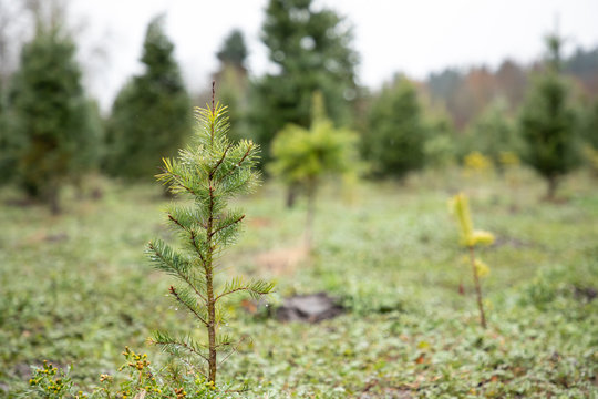 Evergreen Tree Sapling At A Christmas Tree Farm, With Space For Text On The Right