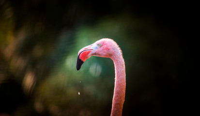 Flamingo bird close-up profile view, beautiful plumage, head, long neg, beak.