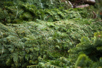Close up on a pile of tied and bailed Christmas trees, in a natural background