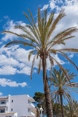 Palm tree and clouds in the sky on the beach of Paguera, Mallorca. Spain.