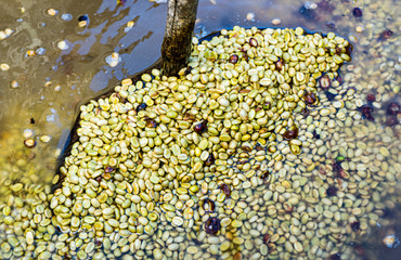 Coffee beans,In the ferment and wash method of wet processing