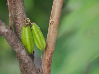 Averrhoa bilimbi, Oxalidaceae, Bilimbi, Bilimbing, Cucumber Tree green fruit