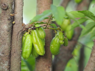 Averrhoa bilimbi, Oxalidaceae, Bilimbi, Bilimbing, Cucumber Tree green fruit