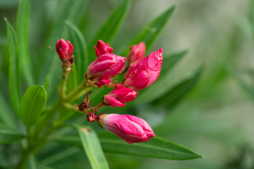Beautiful pink Nerium oleander flower is starting to bud