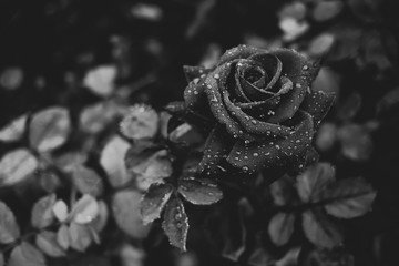 a lonely  rose with water drop like a teardrop in black and white tone.