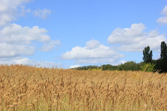 golden field and blue sky