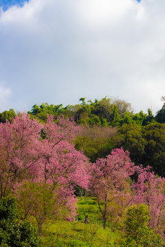  cherry blossom trees on the mountain at the north area of Thailand in the winter season.