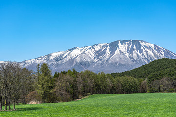 Obraz premium Beauty nature view, snowcapped mountain range in background, forest and green grassland in foreground with clear blue sky in springtime season sunny day morning, beauty rural natural landscape scene