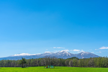 Obraz premium Beauty nature view, snowcapped mountain range in background, forest and green grassland in foreground with clear blue sky in springtime season sunny day morning, beauty rural natural landscape scene