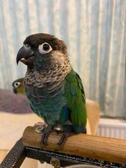 Pearly Conure