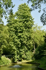 L'un des petits étangs en plein bois très dense au parc Josaphat à Schaerbeek
