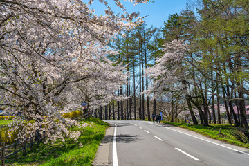 Fototapeta na wymiar Koiwai Farm in springtime cherry beauty season ( April, May ) in sunny day morning. Rural road scene with beautiful full bloom sakura flowers in Town Shizukuishi, Iwate Prefecture, Japan