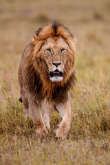 Fototapeta na wymiar Lion - Dominant male on the savanna of the MasaiMara National Prk in Kenya