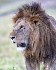 Lion - Dominant male on the savanna of the MasaiMara National Prk in Kenya