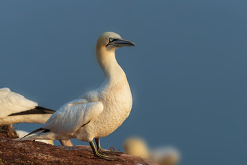 Wild bird in the wild Morus bassanus - Northern Gannet on the island of Helgoland on the North Sea in Germany. The background is a nice bokeh.