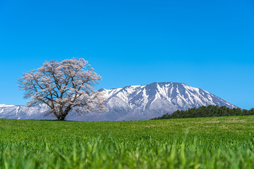 Lonesome Cherry Blossom in springtime sunny day morning and clear blue sky. One lonely pink tree standing on green grassland with snow capped mountains range in background, beauty rural natural scene