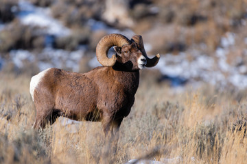 Bighorn Sheep in Gardiner Montana
