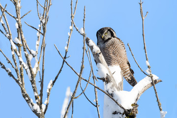 Northern Hawk Owl Perched on Tree  Covered in Snow on Blue Sky in Winter